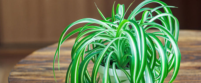 9 indoor plants that are almost impossible to kill