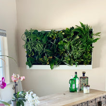 Planted large wall-mounted greenwall system.