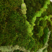 Moss Wall - Elipse